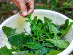 Rośnie pod nogami. Zamiast deptać, zerwij do sałatki, bo wzmacnia kości i poprawia trawienie