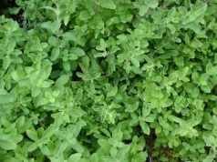 Wysiej teraz – w maju działa jak tarcza na mrówki. Majeranek działa tam, gdzie opryski nie dają rady