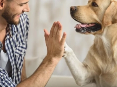 Przełom w badaniach nad psami. Wszystko przez fragment szczęki