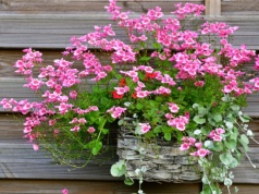 Mało kto ją zna, a bije popularne rośliny na głowę. Kwitnie miesiącami i nie sprawia problemów