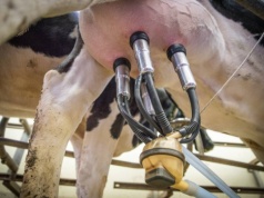 Ukraina domaga się od Unii Europejskiej dopłat dla producentów mleka. Oczekują 160 euro na krowę