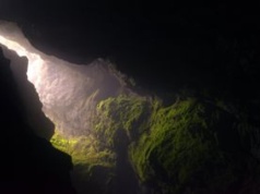 Wyrosło z nasiona liczącego ponad 1000 lat. To drzewo znane z Biblii?