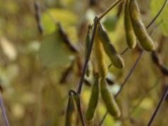 Odmiany do zadań specjalnych. Sprawdź te konwencjonalne polecane przez COBORU do uprawy w rolnictwie ekologicznym