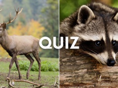 Quiz: Czy te zwierzęta żyją w Polsce? Tylko 10% osób zdobywa 13/13