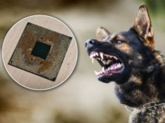 Pies pogryzł mu procesor. Miał dużo szczęścia, sprzęt udało się naprawić