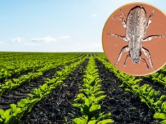 Alarm wśród rolników. Niezwykle groźny szkodnik podbija całą Polskę