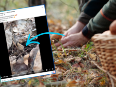 Wysyp grzybów już się zaczął. Leśny "rarytas" pojawił się w lasach wcześniej niż zwykle