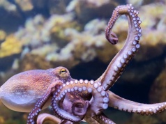 Stworzyli materiał, który zmienia kolory w kilka sekund. Pomogła ośmiornica