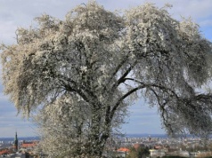 Słynna śliwa na Kopcu Krakusa zaczęła kwitnąć. Przyciąga mieszkańców i fotografów (Galeria)