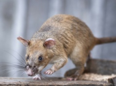 Ten ogromny szczur jest wielki jak kot. Postawili mu pomnik