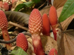 Pasożytnicza roślina zachowuje się jak grzyb. Kolonizuje lasy