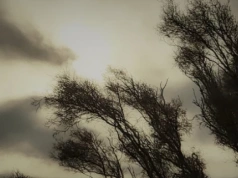 Silny wiatr uderzy w niemal całą Polskę. Ostrzeżenie także dla naszego regionu