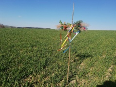 Tradycja wciąż żywa! Rolnicy święcą pola i zanoszą na nie krzyże