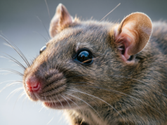 Naukowcy stworzyli „żywy komputer” z mózgu szczura i nawet działa…