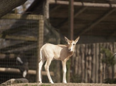Biblijne zwierzę urodziło się w Polsce. To rzadkość, bo przecież wymarło