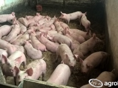 Ceny świń 2026 stoją w miejscu. Co czeka hodowców po Wielkanocy?
