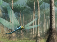 Ważka osiągnęła wielkość krogulca. Jak to jest w ogóle możliwe?