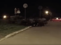 „Dzika” procesja w centrum Rzeszowa. Miasto dla dzików bezpieczniejsze niż las?