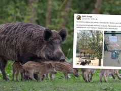 Plac zabaw zamienił się w śmiertelną pułapkę. Dziki nie żyją, mieszkańcy wściekli