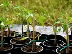 Zalewam wodą, gotuję i podlewam pomidory. Sadzonki rosną mocniejsze od początku