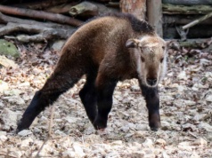 Nowy takin złoty w Opolu. Mieszkańcy wybiorą imię