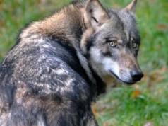 Wypuścili go z powrotem na wolność. Ugryzł 65-latkę w centrum handlowym