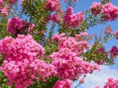 Nie sadzę już hortensji. Ten krzew kwitnie ponad 100 dni