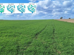 Wiosenne przymrozki i wiatr. Zimny cios dla rolników 