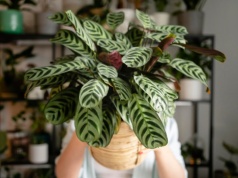 Tajemnica kalatei. Ta roślina pochłania wilgoć z mieszkania i poprawia jego mikroklimat