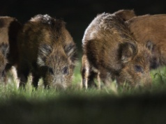 Blisko 70 nowych ognisk ASF dzików. Dominują dwa województwa