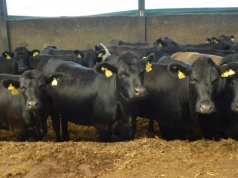 Ceny bydła w UE wyhamowały, w Polsce wyraźnie niższe. Jakie stawki w skupach?