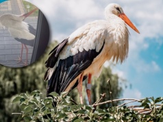 Obudziło ich głośne pukanie do drzwi. Przed domem stał bocian