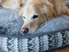 Dlaczego psy kręcą się w kółko przed snem? Powód zaskakuje