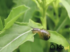Ślimaki zaczynają już w marcu - kto czeka do maja, ma problem przez całe lato
