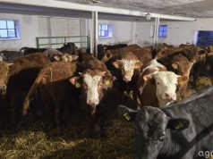 Dobrostan zwierząt 2025 – stawki niższe. Rolnicy dostaną mniej