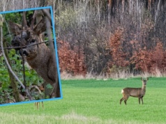 Koziołek z paskudną naroślą na Wyspie Bolko. Straż Miejska: Dzikich zwierząt nie wyłapujemy