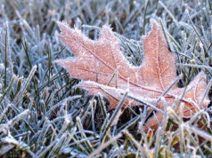 Nocne przymrozki wracają. Temperatura spadnie do -4°C