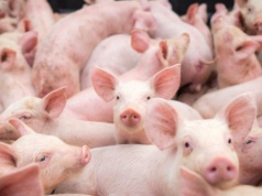 Na zachodzie stabilnie, w Polsce ceny w dół. Ekspert ocenia sytuację na rynku tuczników