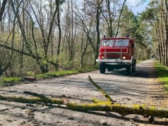 Wiatr przewracał drzewa i łamał gałęzie