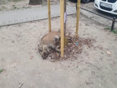 Czy dziki trzeba zabijać między blokami? Oburzenie aktywistów po akcji na Mokotowie