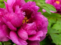 Rabaty świecą pustkami? 4 rośliny rozwiązują problem, ale większość sadzi je za późno