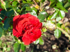 Posadź to przy różach, a odwdzięczą się morzem kwiatów przez cały sezon. Efekty widać od razu