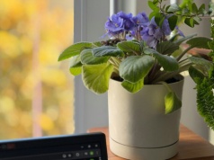 Jeden liść i masz kilka nowych fiołków. Tylko w 2 tygodnie!