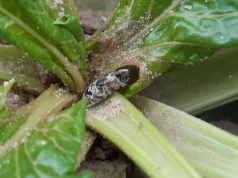 Groźny szkodnik już na polach. Może zniszczyć buraki na starcie