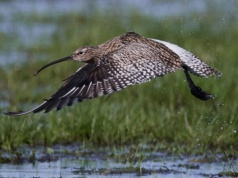 Park Narodowy „Ujście Warty” bez myśliwych. Powstaje strefa buforowa chroniąca ptaki