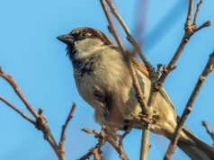 Gdzie podziały się wróble? Polacy coraz rzadziej widują te pożyteczne ptaki