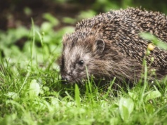 Automatyczne kosiarki zabijają jeże. Czy zakażą ich używania?