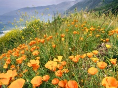 Wyjątkowa roślina znana od 100 lat. Jej kwiaty "śpią" w nocy