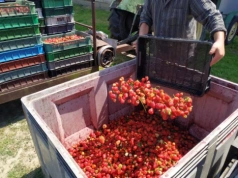 Jak zatrudnić cudzoziemca do pracy w gospodarstwie? Te formalności łatwo przeoczyć