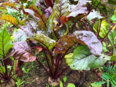 Posadź to przy burakach i patrz, co się stanie. Plony mogą cię naprawdę zaskoczyć